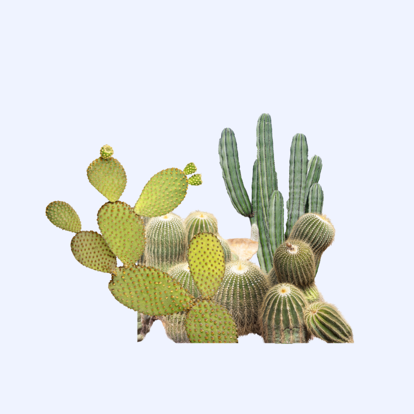 Cactus