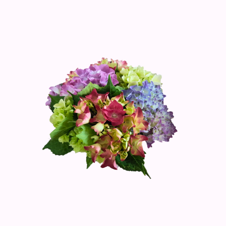 Hydrangea flower cluster close up with fresh petals