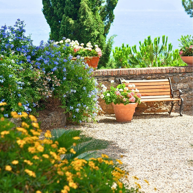Low water landscape plants with lavender and evergreen shrubs in a sunny yard