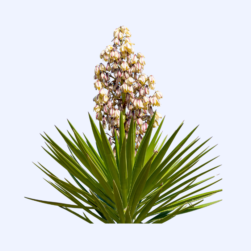 Yucca is a striking evergreen plant