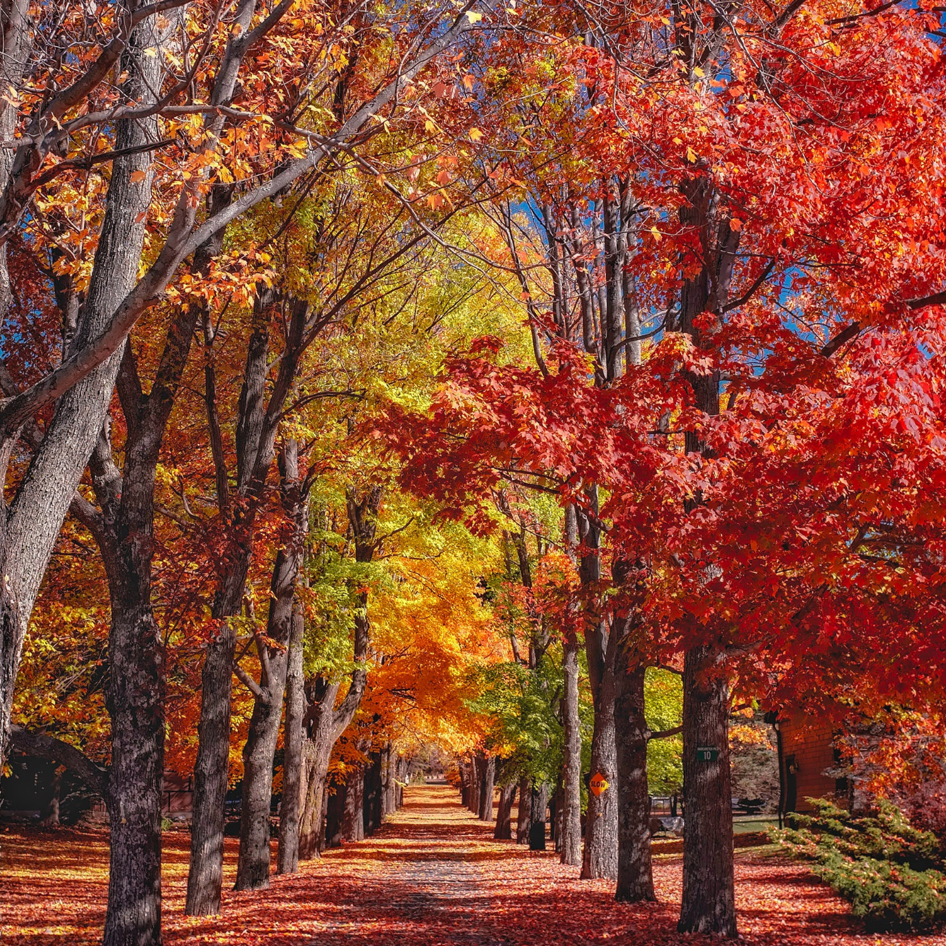Deciduous trees with seasonal color and canopy shade in a Bay Area garden landscape