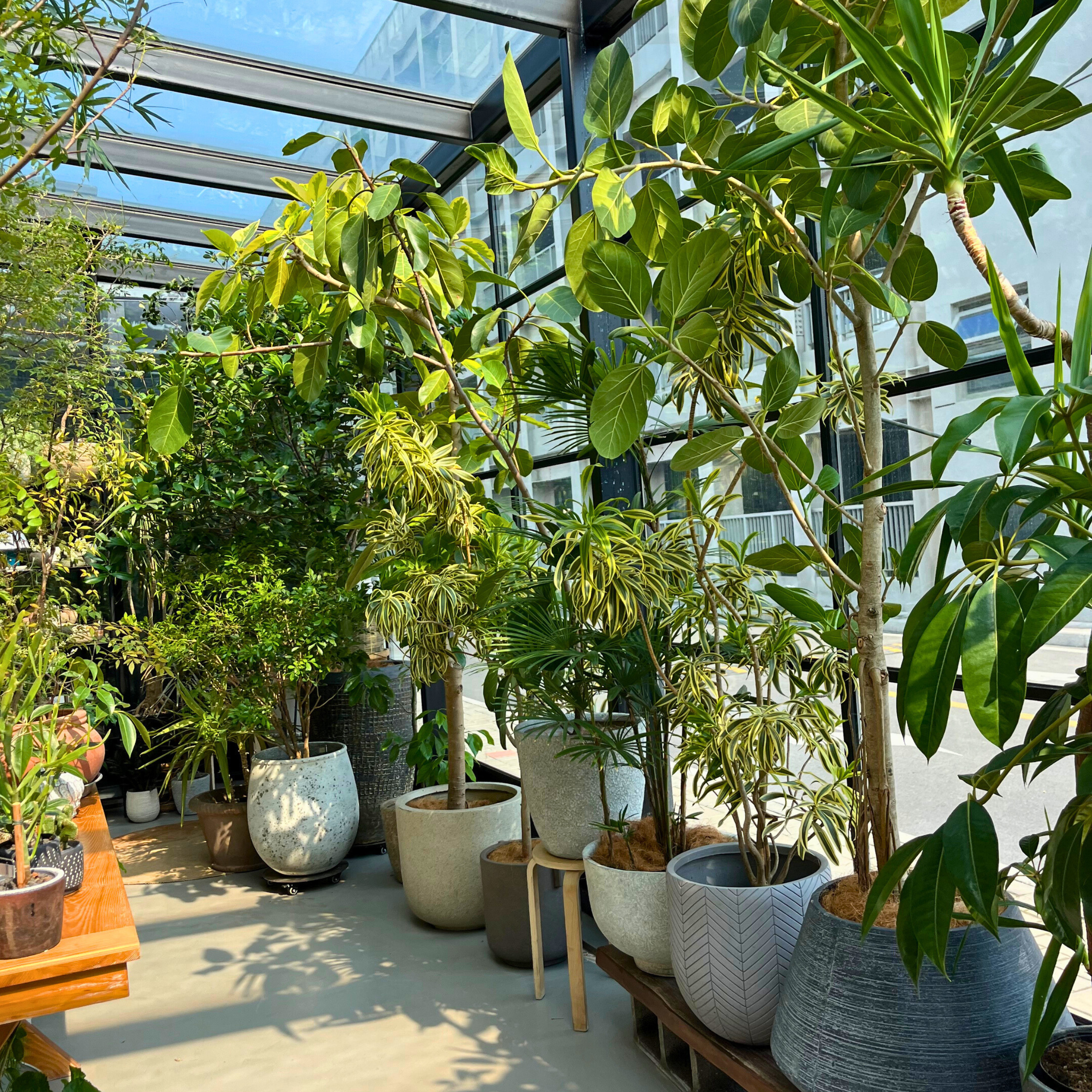 large potted plants for home interiors