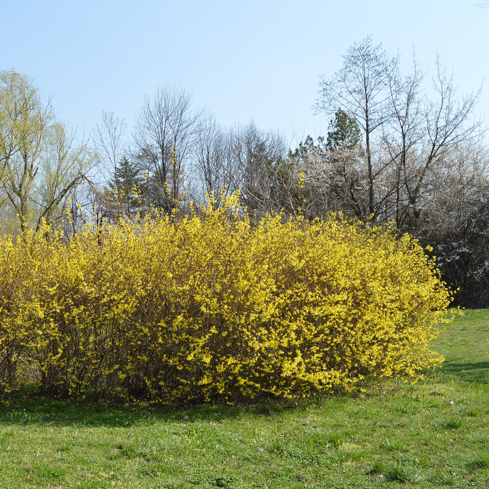 Deciduous Shrubs