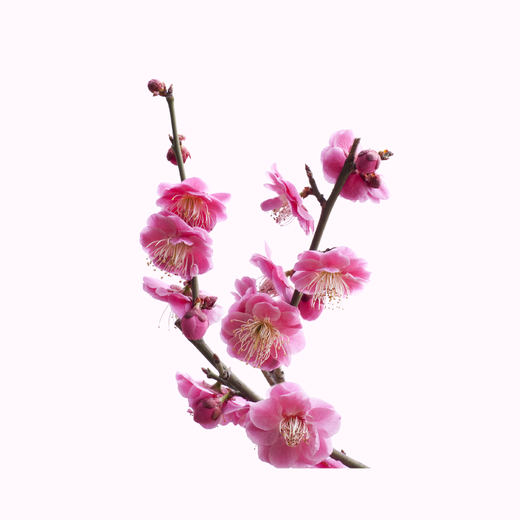 Flowering Apricot