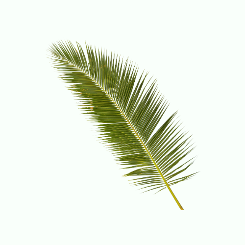 Palm