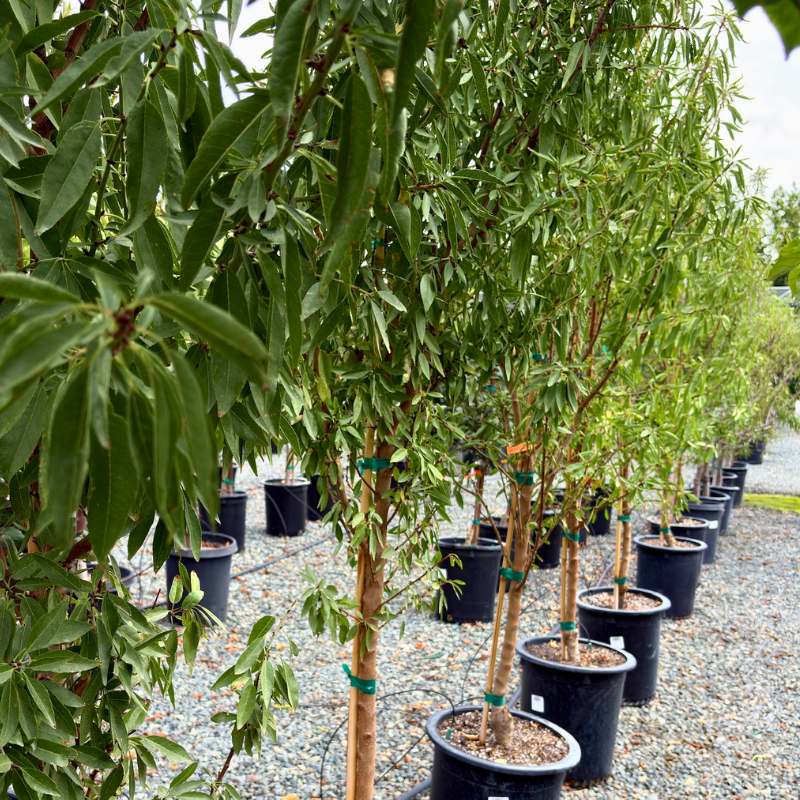 Nut trees collection assortment of young orchard trees