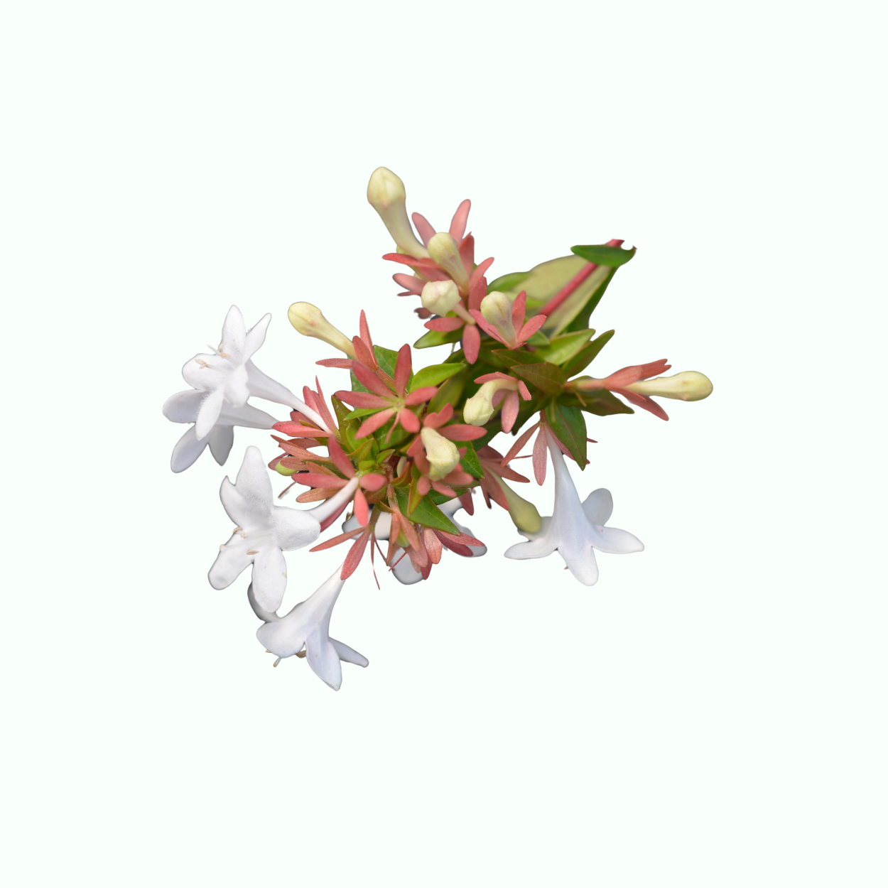 Abelia shrubs with long summer bloom and glossy foliage