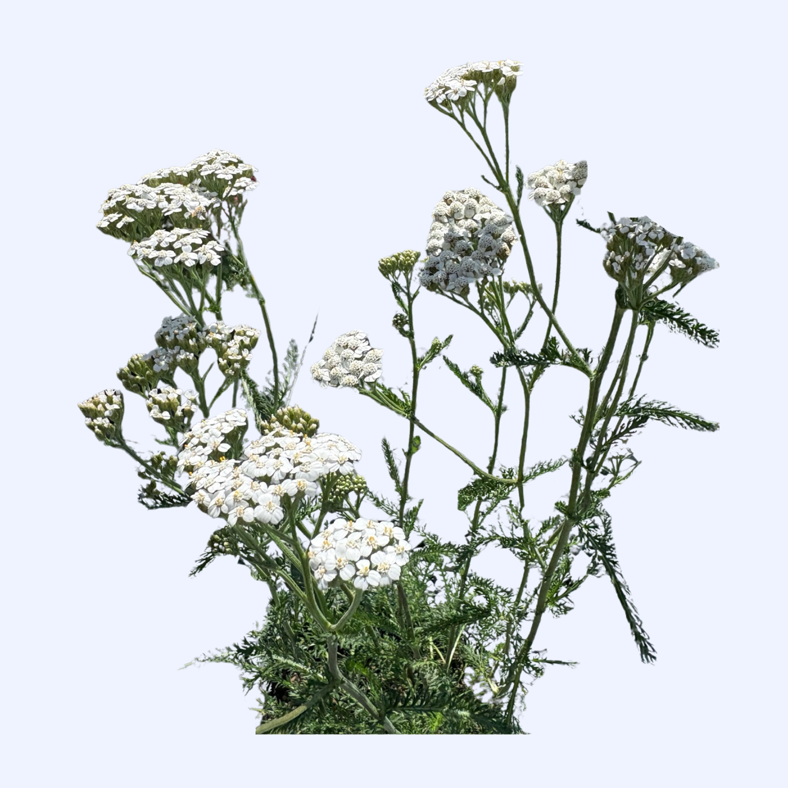 Achillea Plant