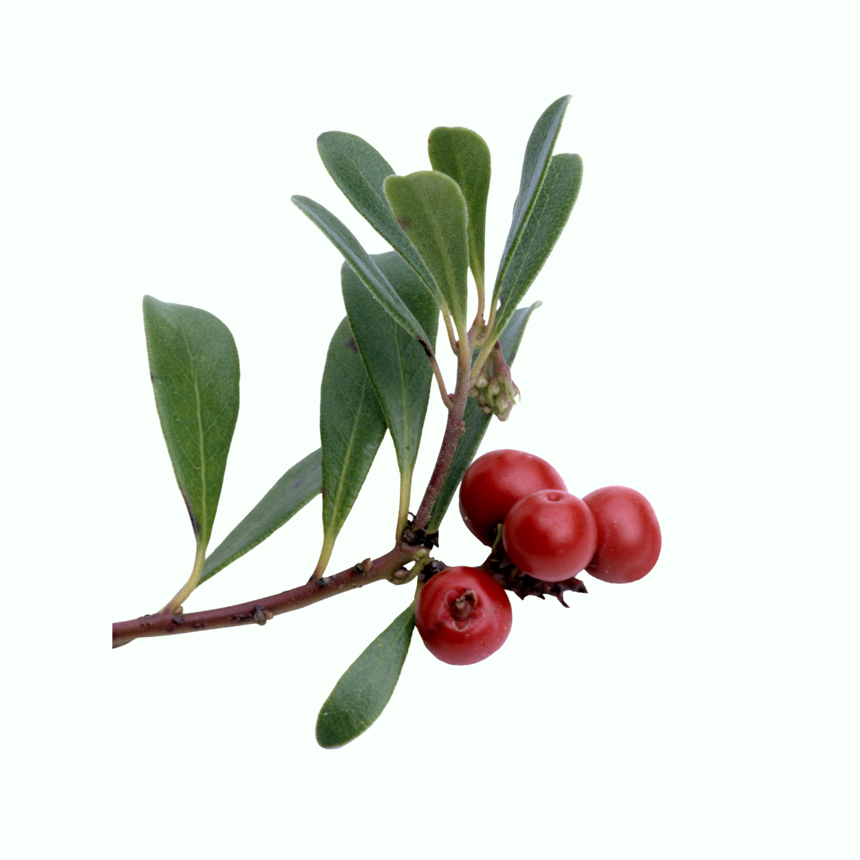 Manzanita branch with smooth red bark and evergreen leaves