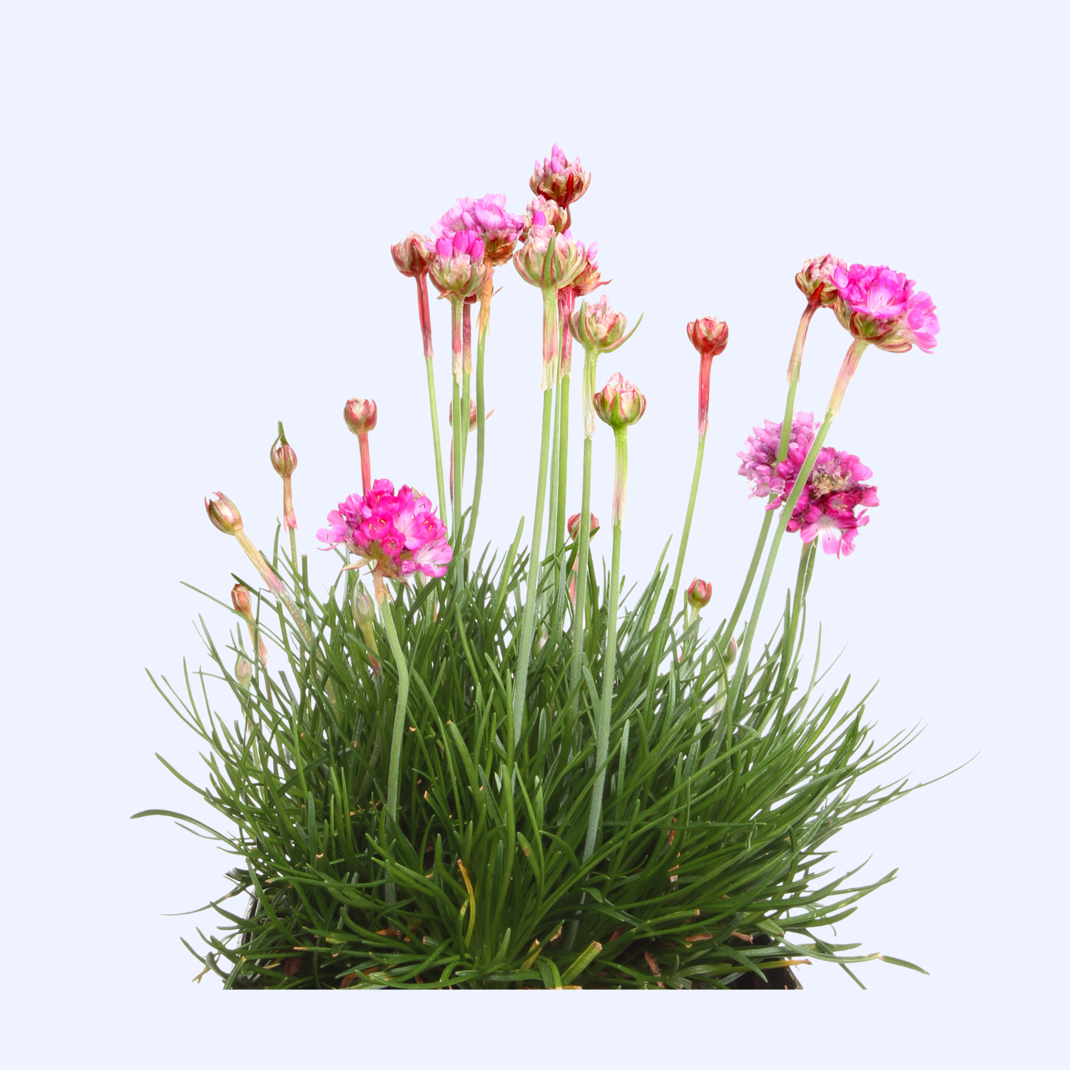 Sea Thrift Armeria maritima pink pom pom blooms closeup
