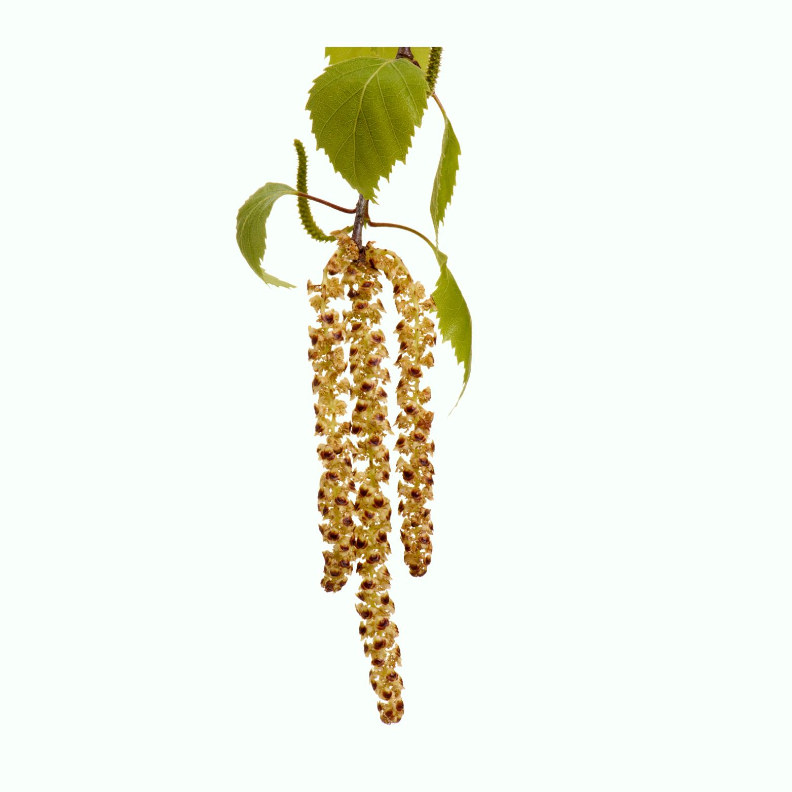 Birch Tree