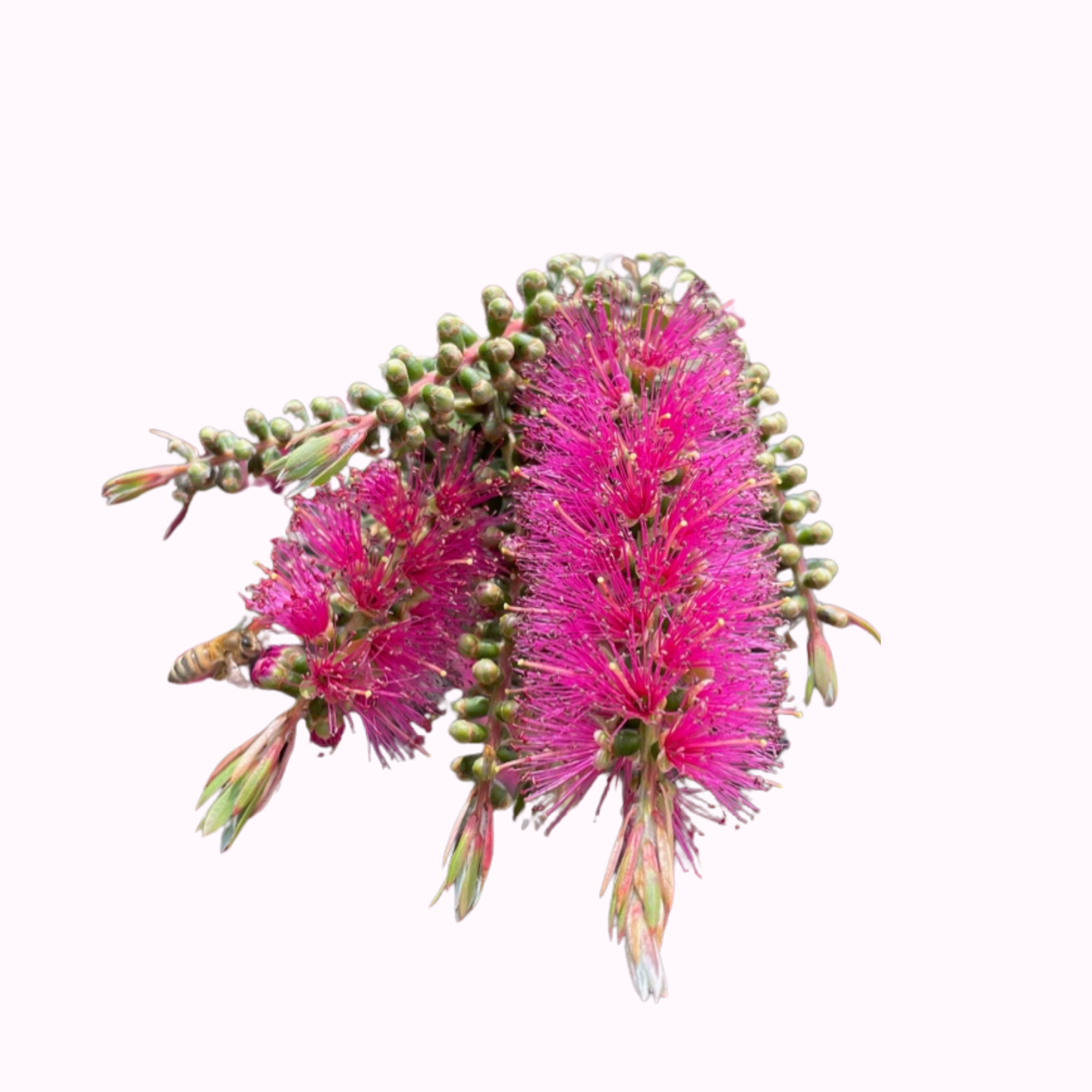 Bottlebrush Plants