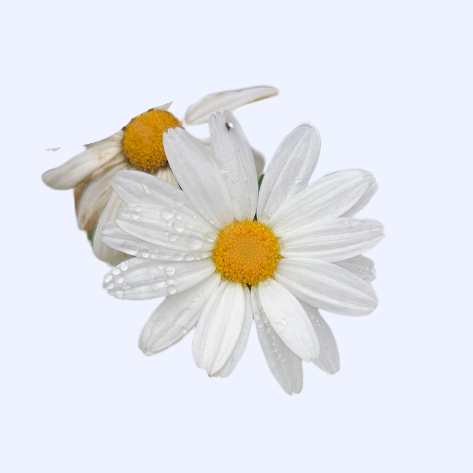 Argyranthemum