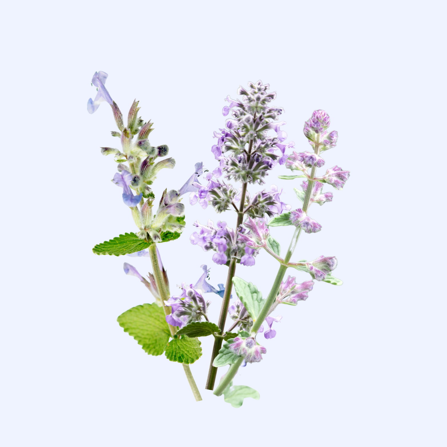 Catmint