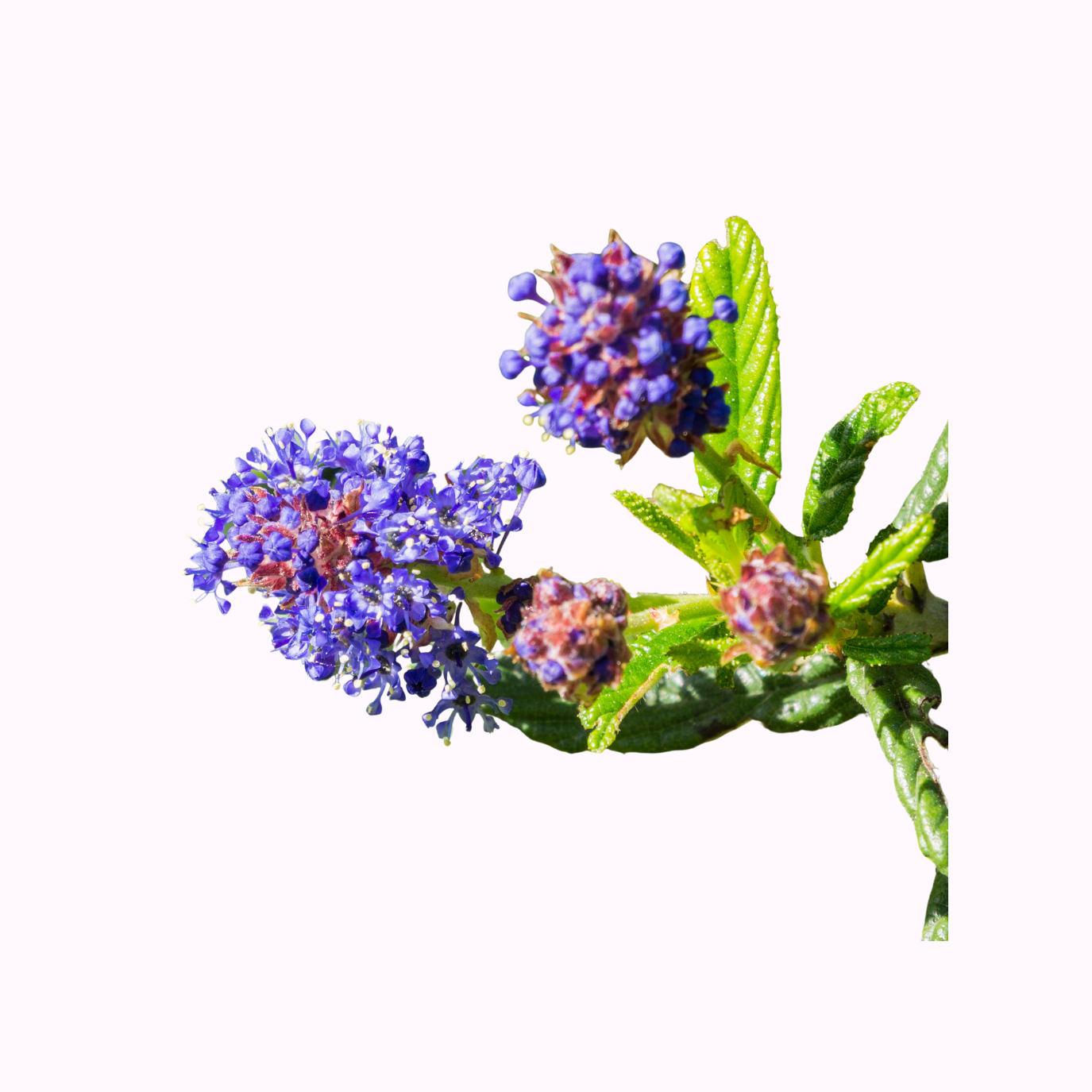 California lilac Ceanothus shrub covered in blue spring flowers