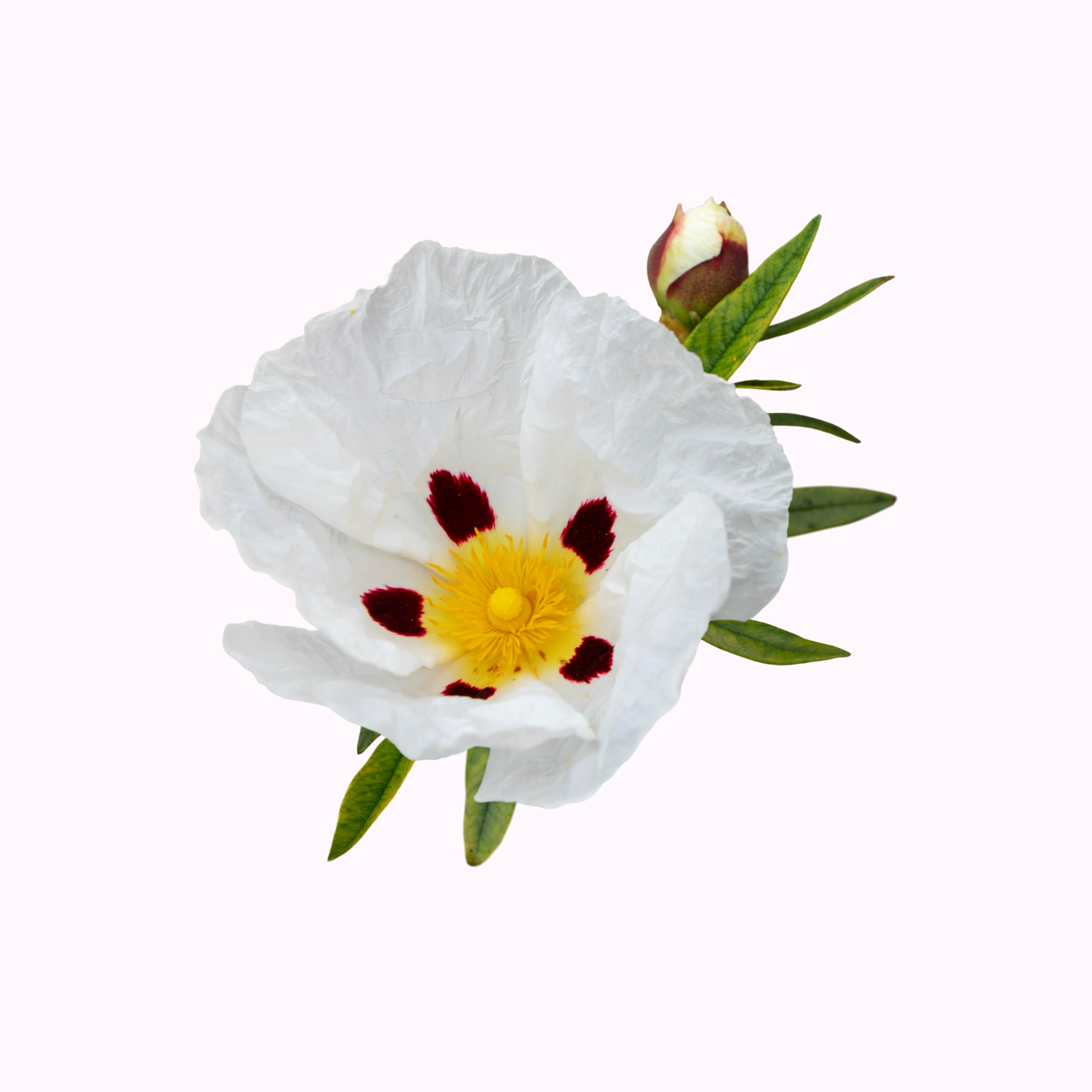 Rockrose Cistus shrub with pink flowers in full sun