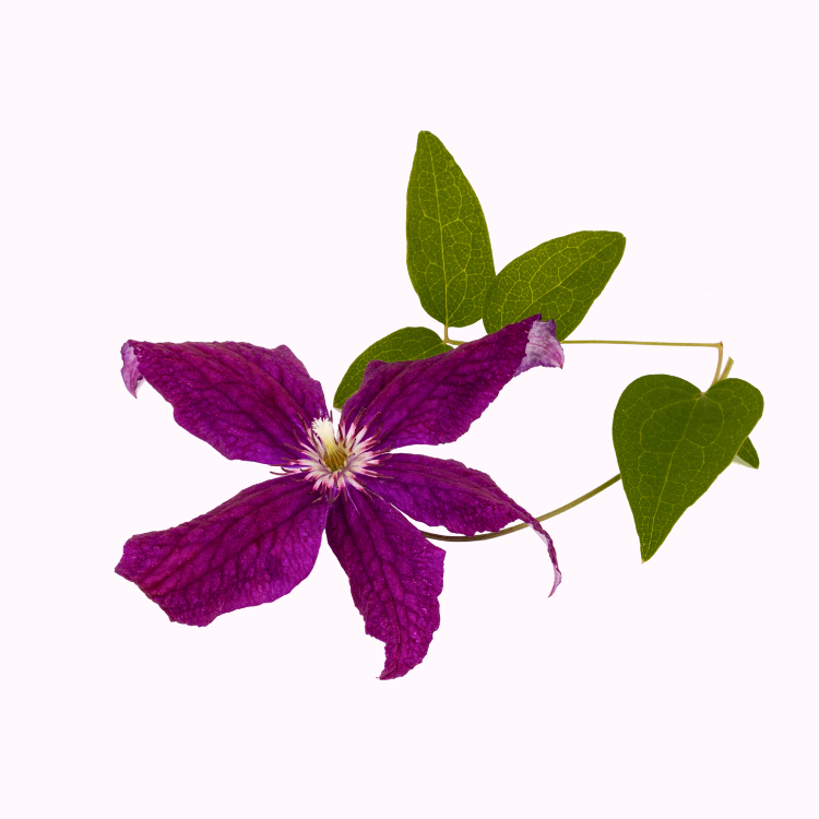 Clematis flower