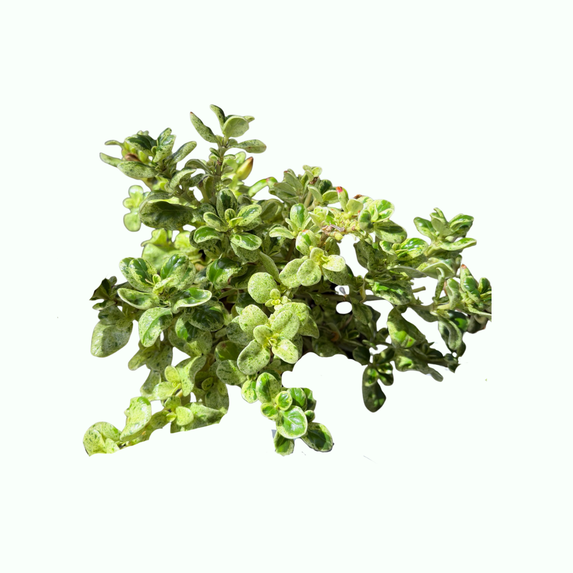 Mirror Plant Coprosma with glossy green foliage