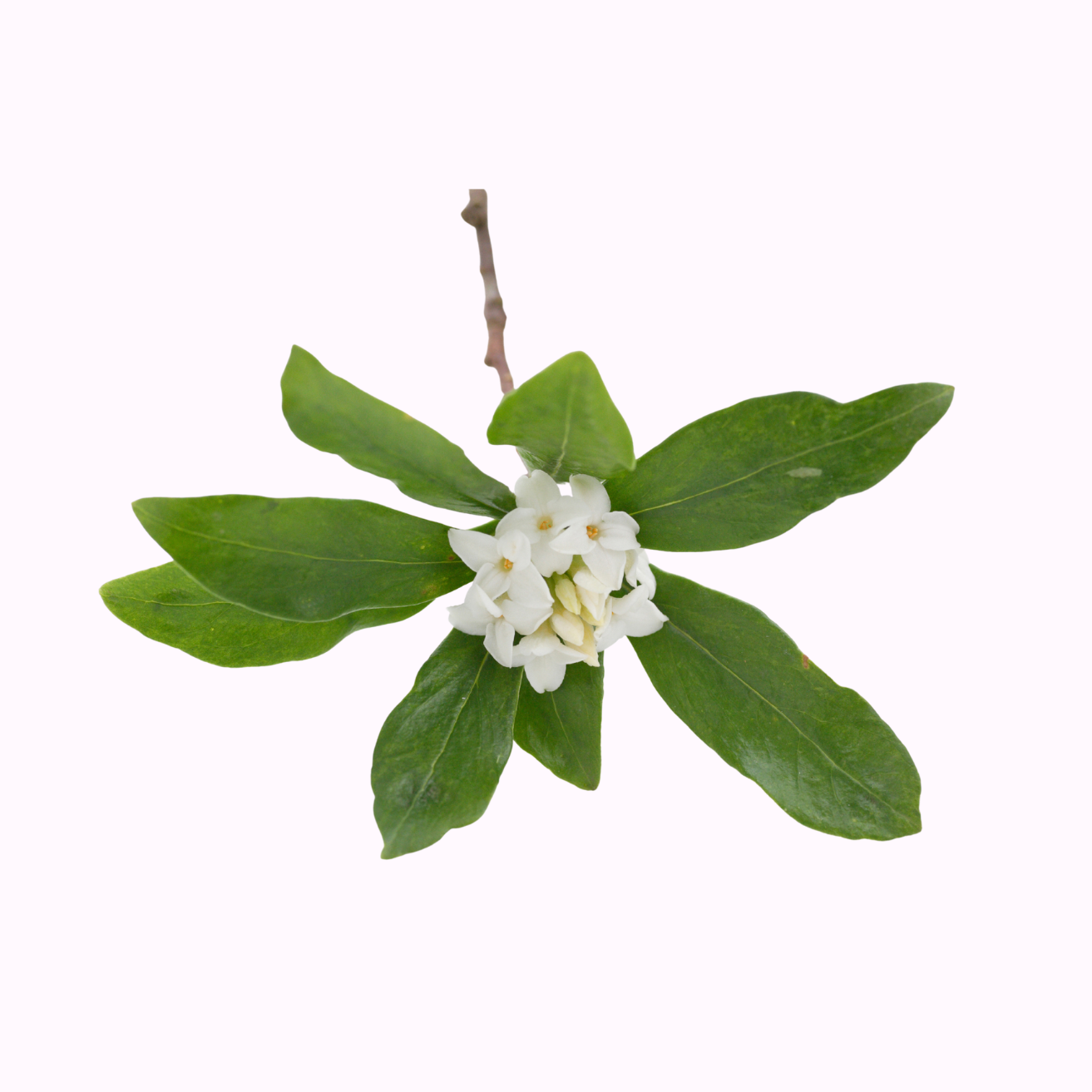 Daphne odora shrub with pink fragrant winter flowers