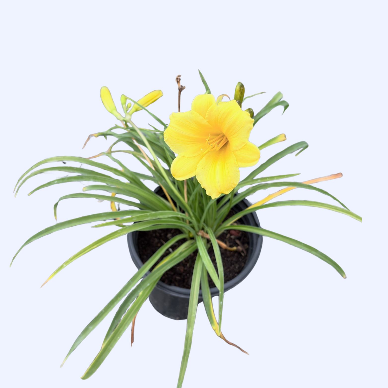 Daylily