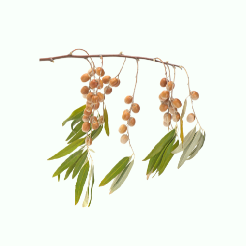 Silverberry shrub with silvery green leaves