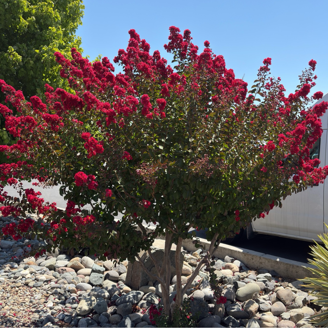 Small and dwarf trees in a compact garden setting, ideal for patios and small Bay Area yards