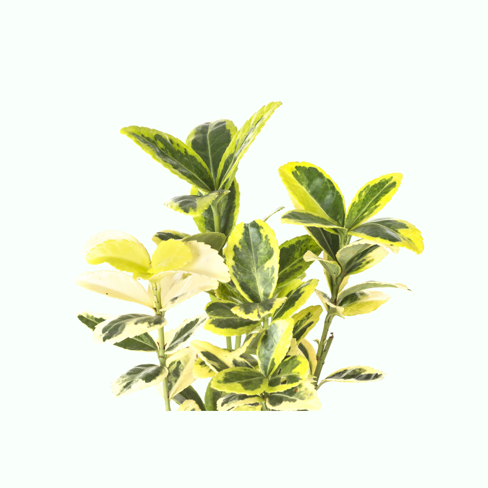 Euonymus Plants