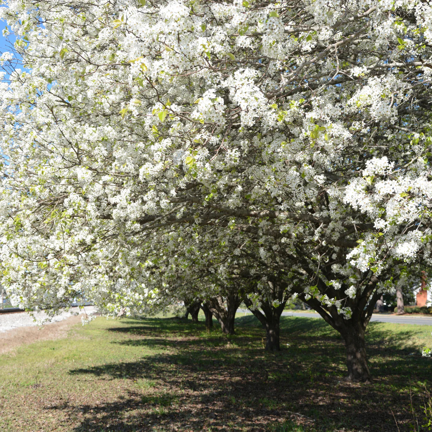 Spring flowering trees with colorful blooms in California Victory nursery