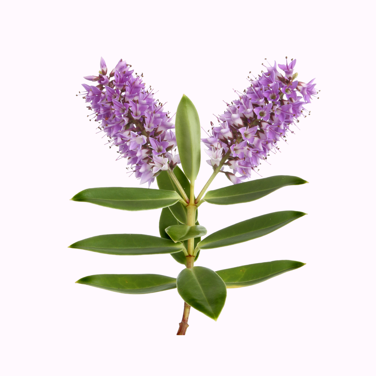 Hebe evergreen shrub with purple flower spikes