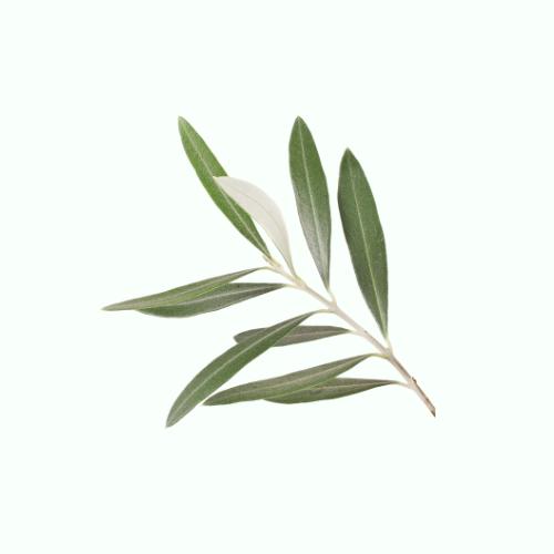 Olive tree with silver-green foliage in a Mediterranean Bay Area garden