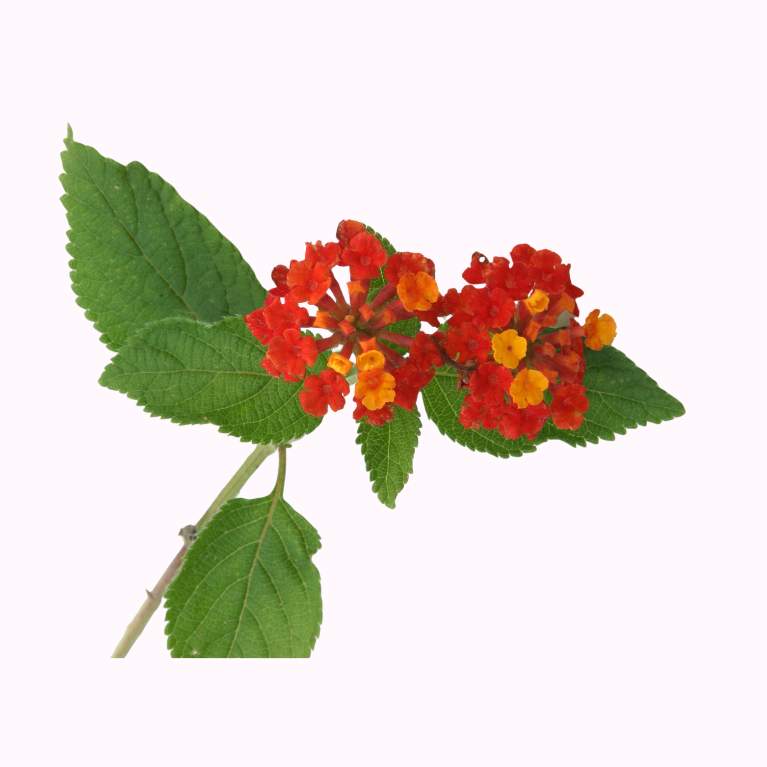 Lantana plants with multicolor flower clusters in full sun