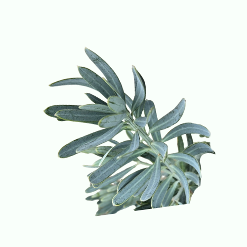 Podocarpus Shrubs & Trees