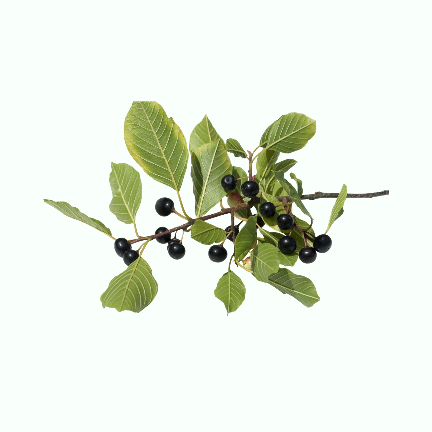 Coffeeberry Shrubs