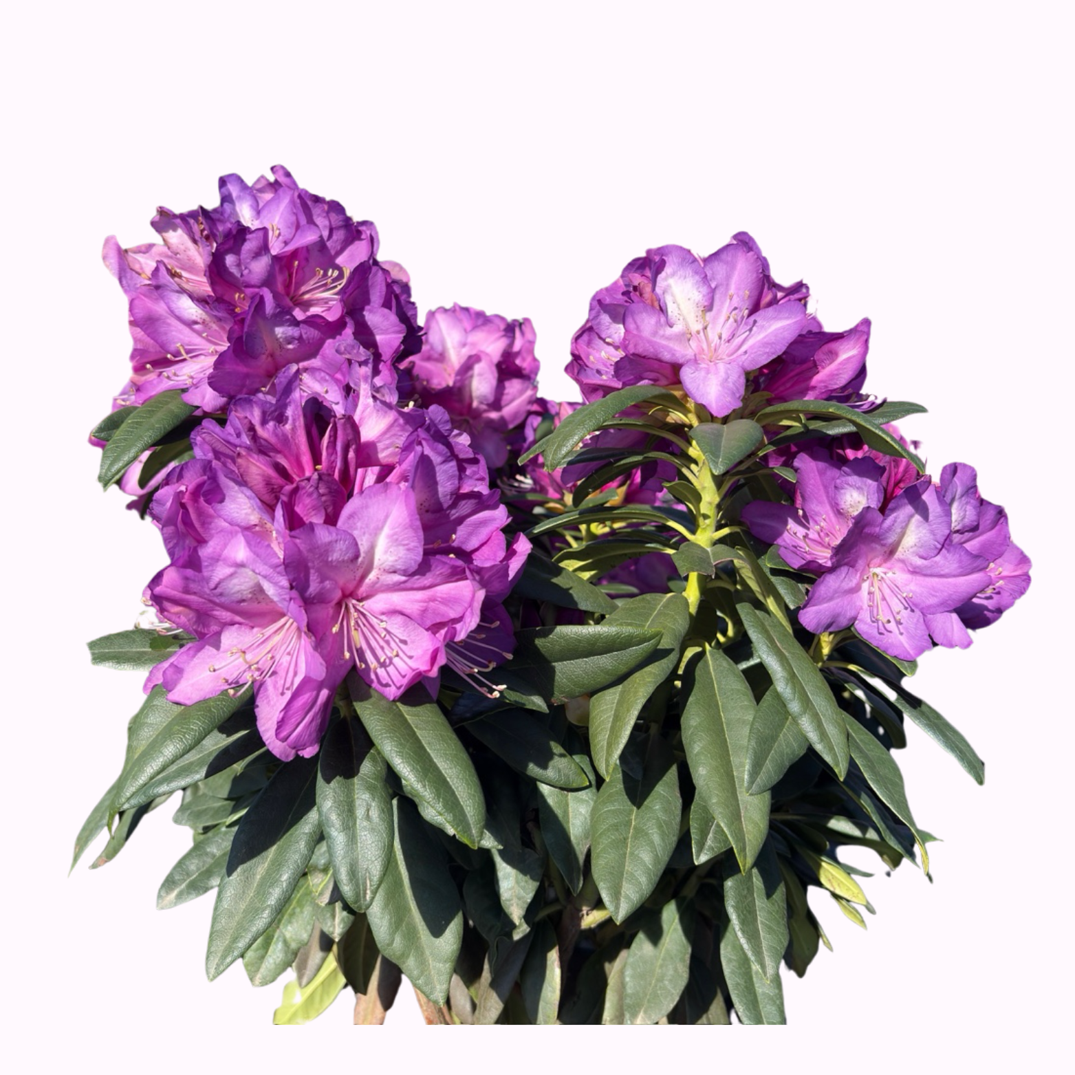 rhododendron polarnacht Polarnacht Rhododendron (Rhododendron 'Polarnacht')