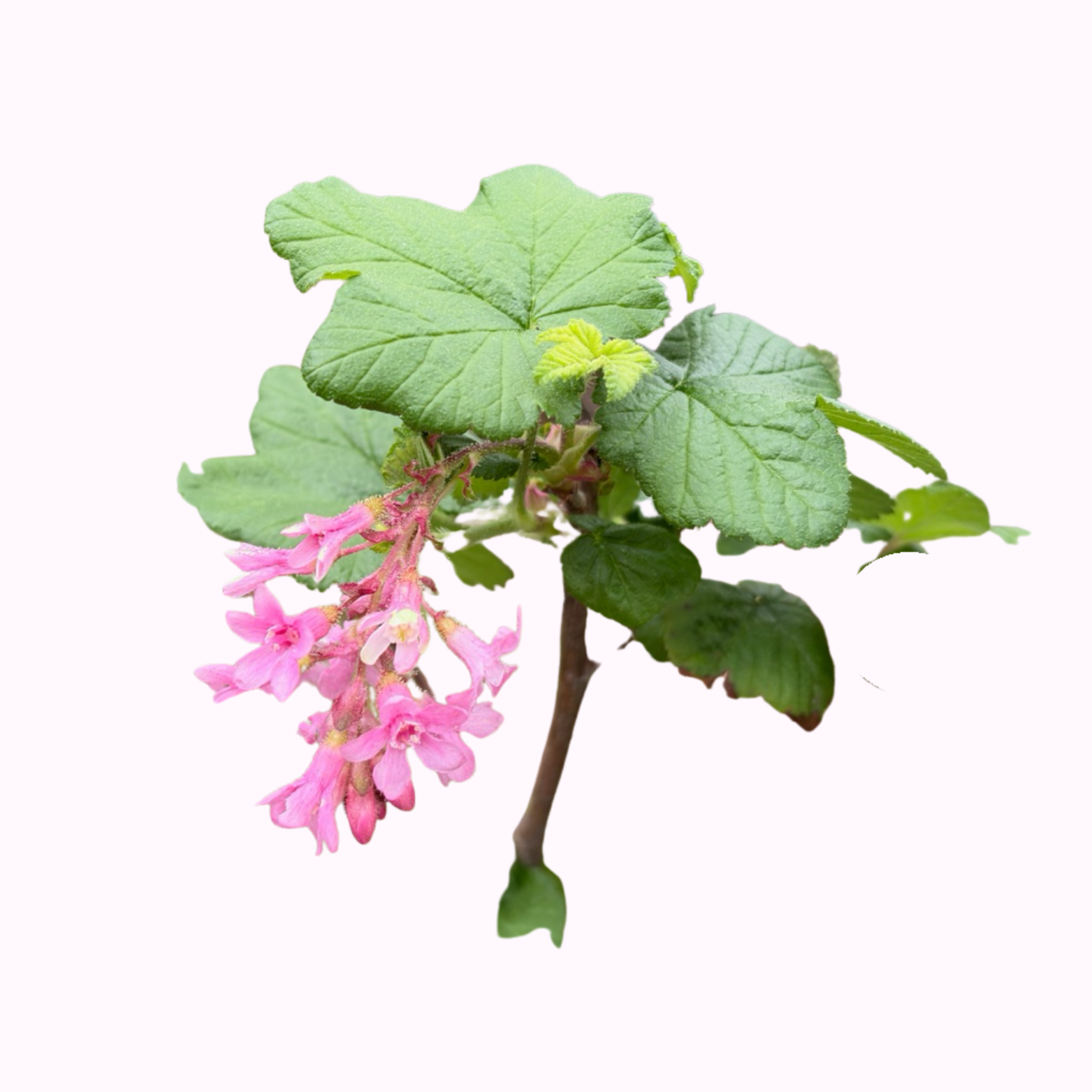 Currant Plant