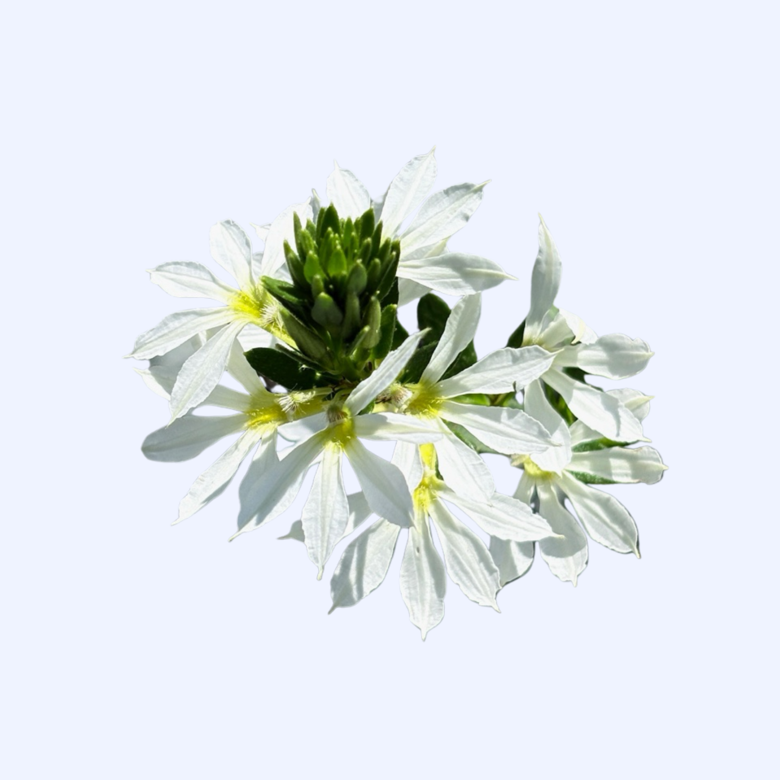 Fan Flower