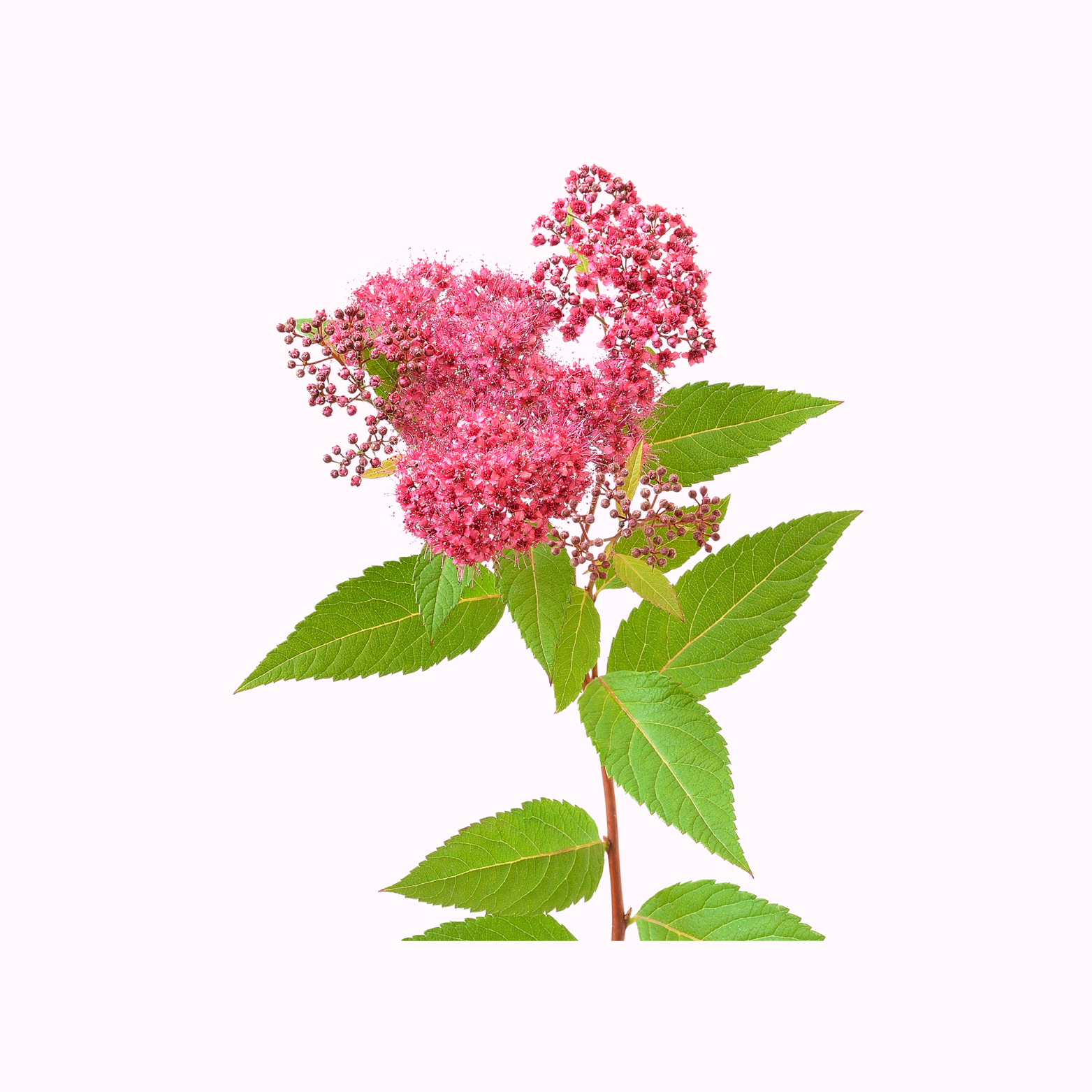 Spiraea Plants