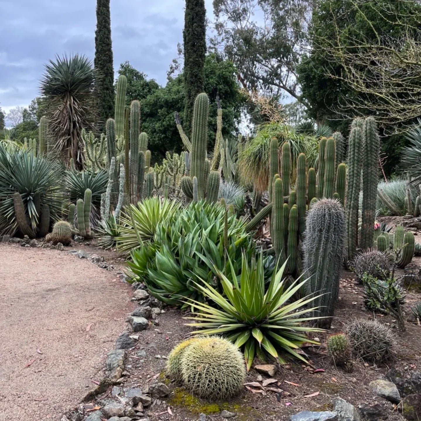 Assorted succulents and cacti in a modern low-water landscape with gravel mulch