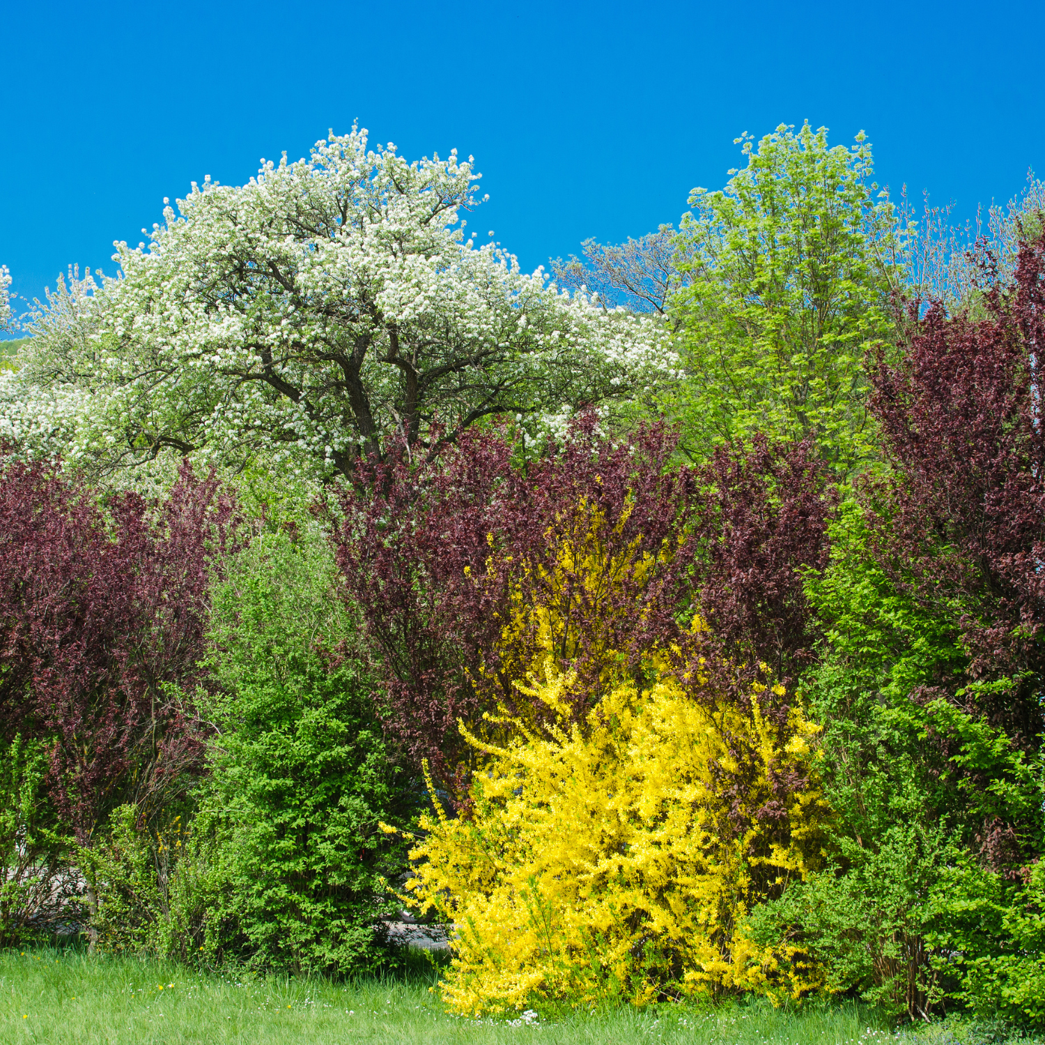 Trees for shade, structure