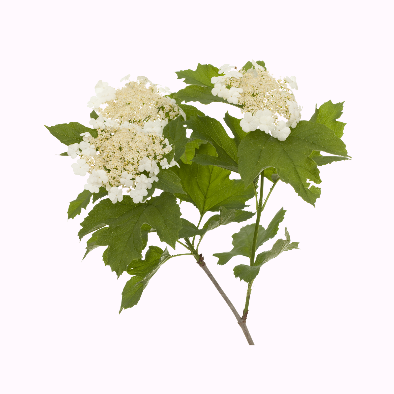 Viburnum Plants