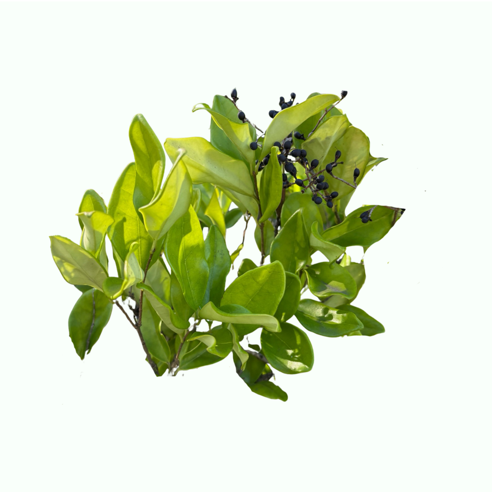 Privet Plants