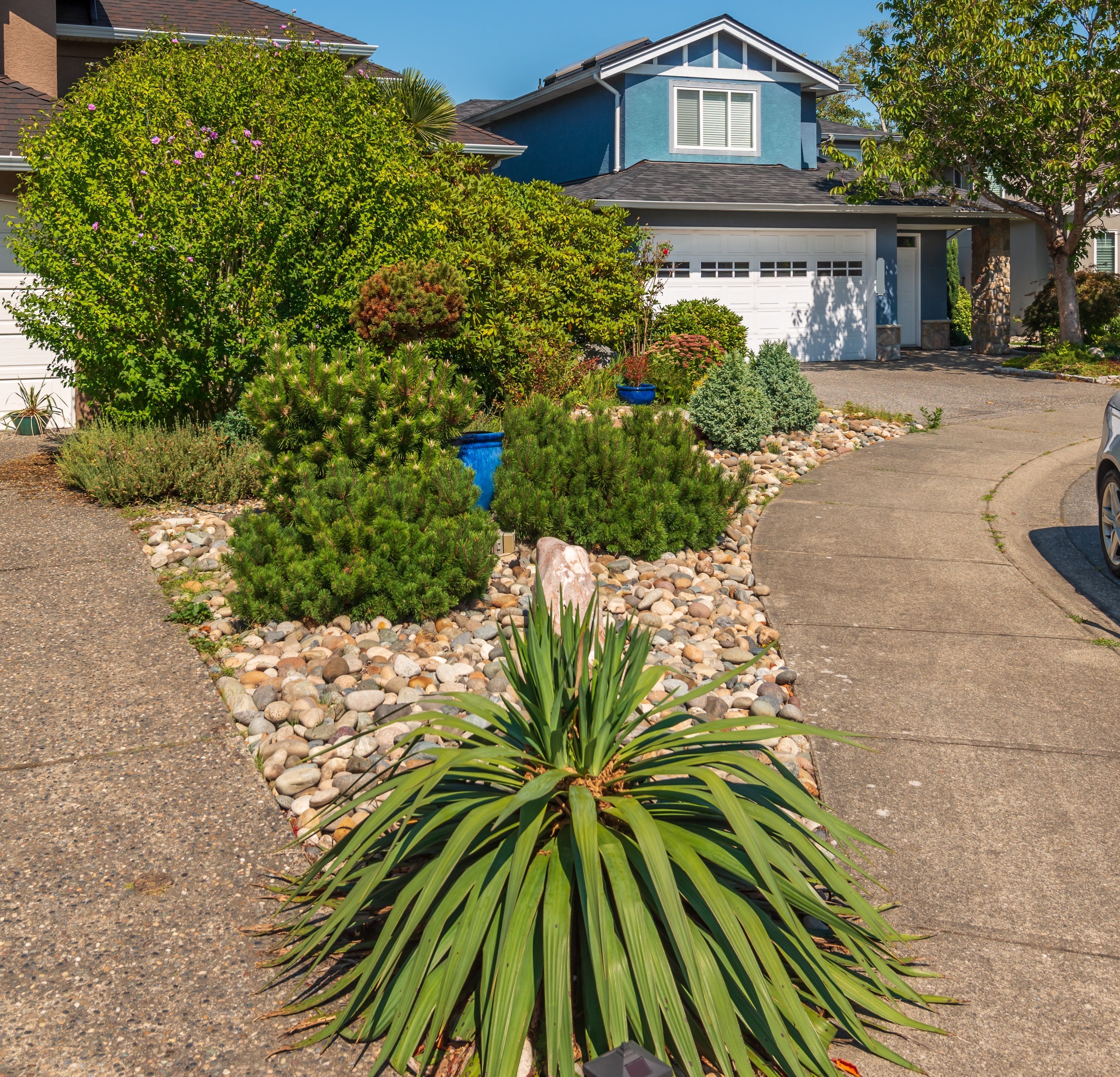 Recently sold plants and trees—popular picks that sold out quickly at Victory Nursery in the San Francisco Bay Area.