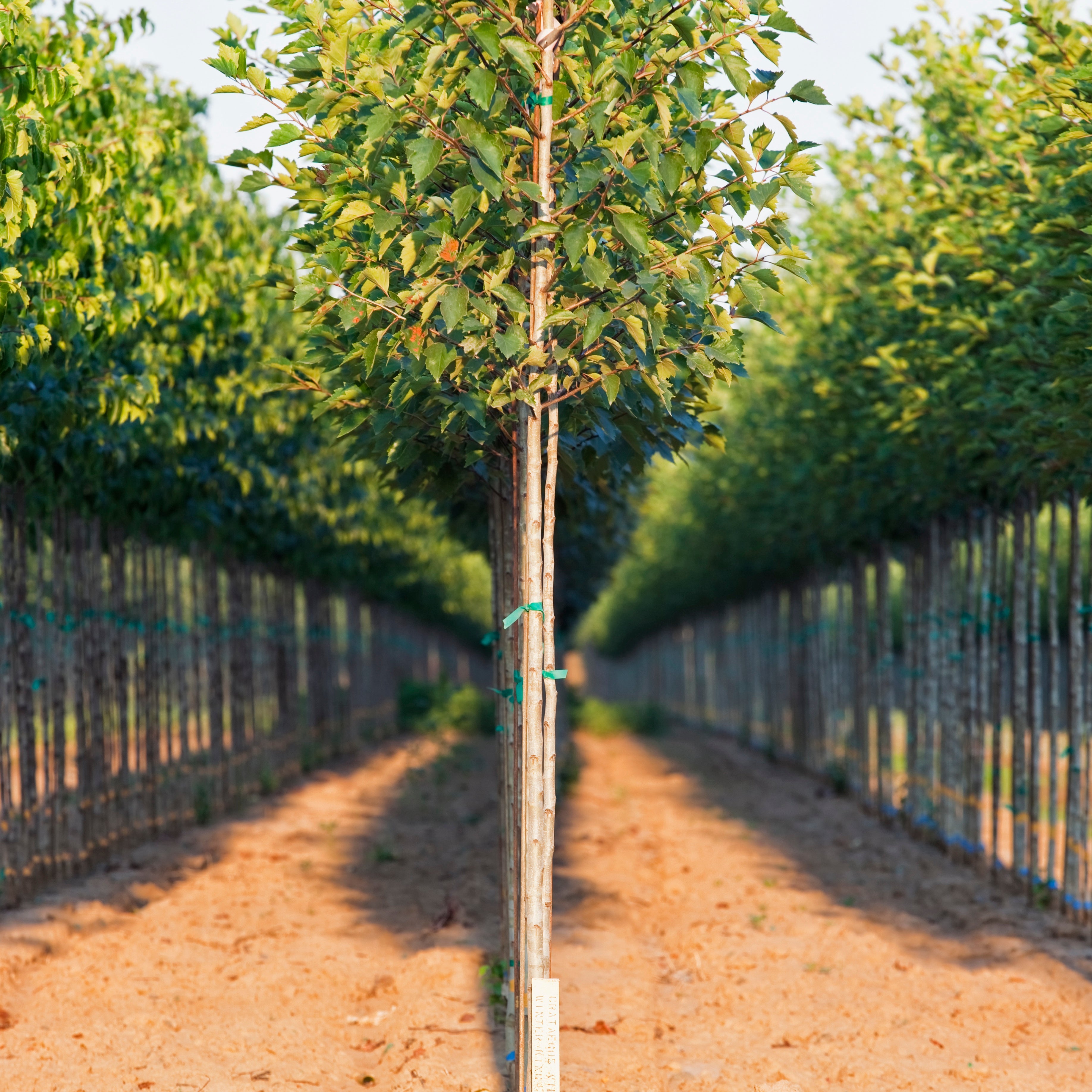 On sale nursery plants and trees ready for planting in Bay Area gardens