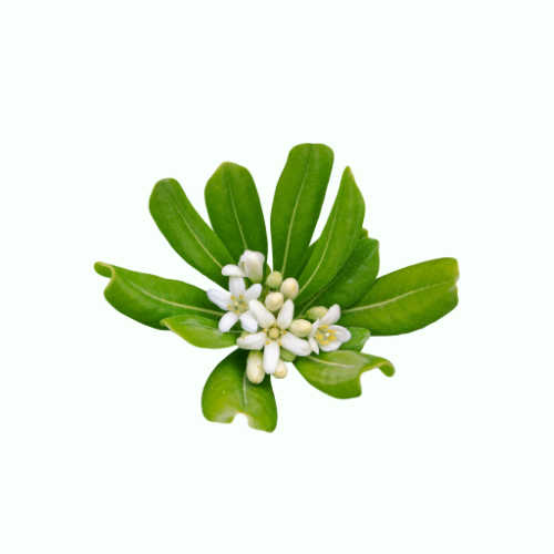 Pittosporum kohuhu evergreen hedge in Bay Area front yard