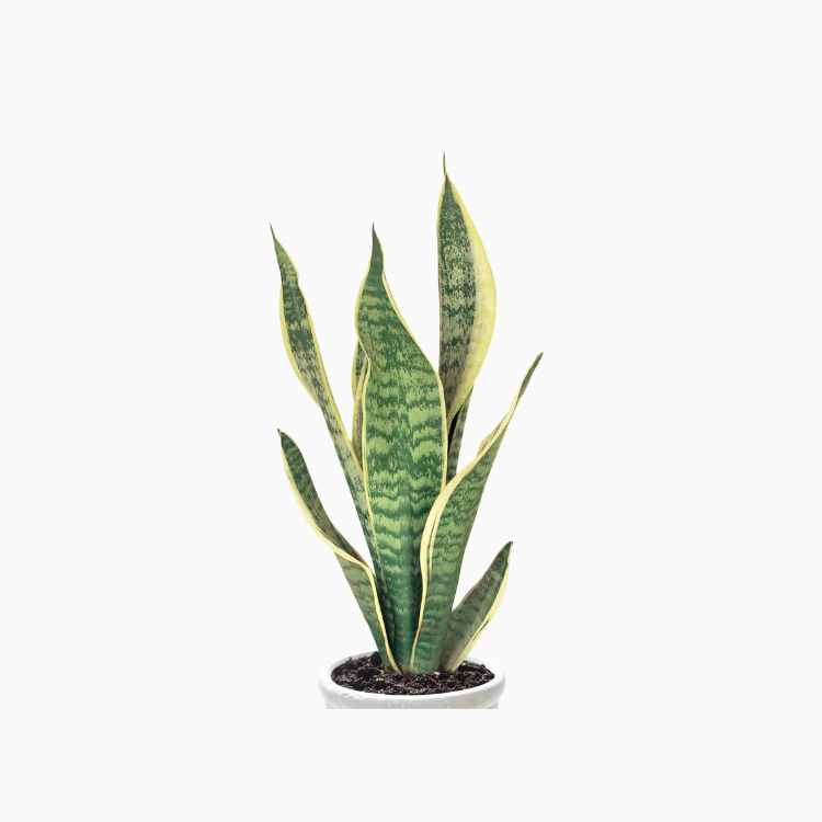 Sansevieria