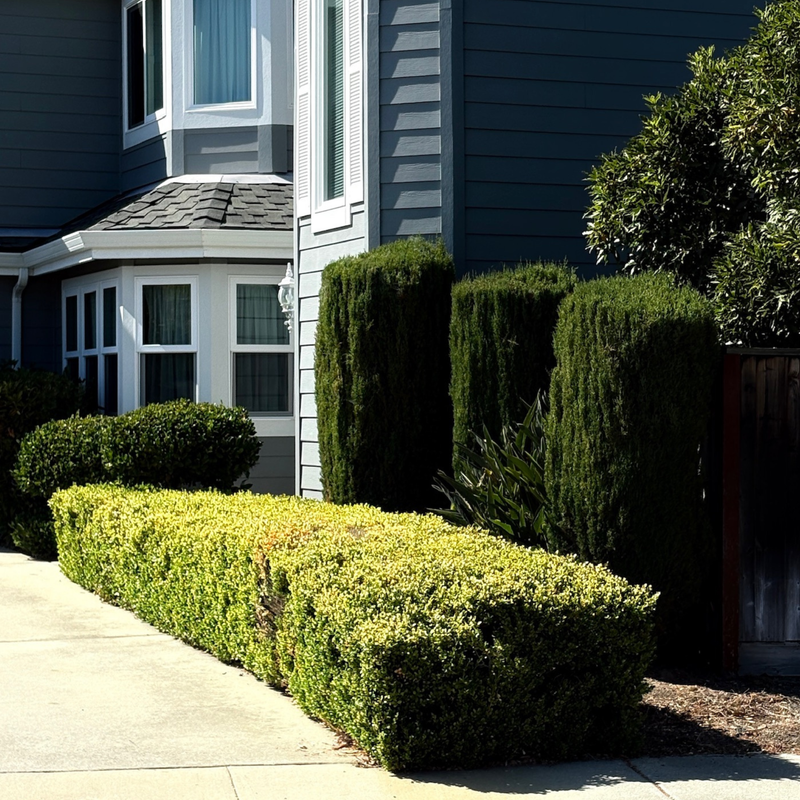 Low-maintenance Bay Area garden with drought-tolerant shrubs, ornamental grasses, and evergreen structure planting