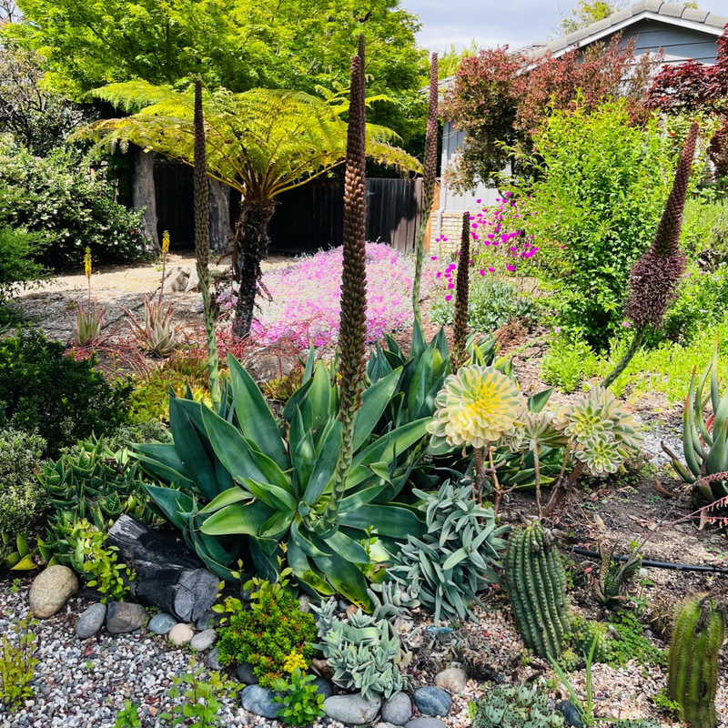 Drought-tolerant Bay Area garden with low-water shrubs, grasses, and flowering perennials in full sun.