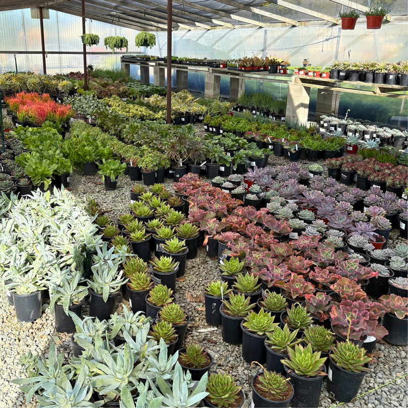 botanical gardens succulent sale Mardi Gras Aeonium