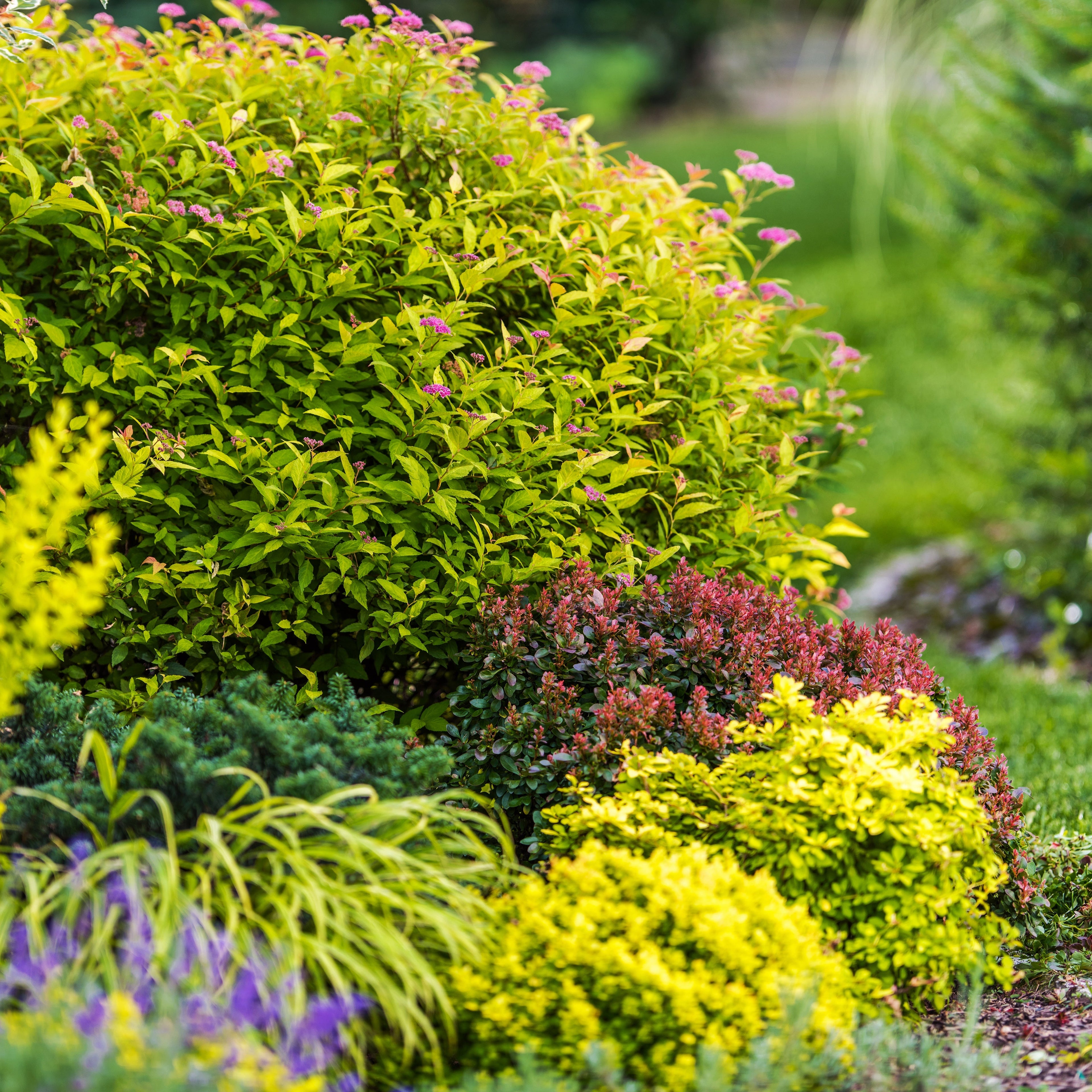 Low shrubs are the easiest way 