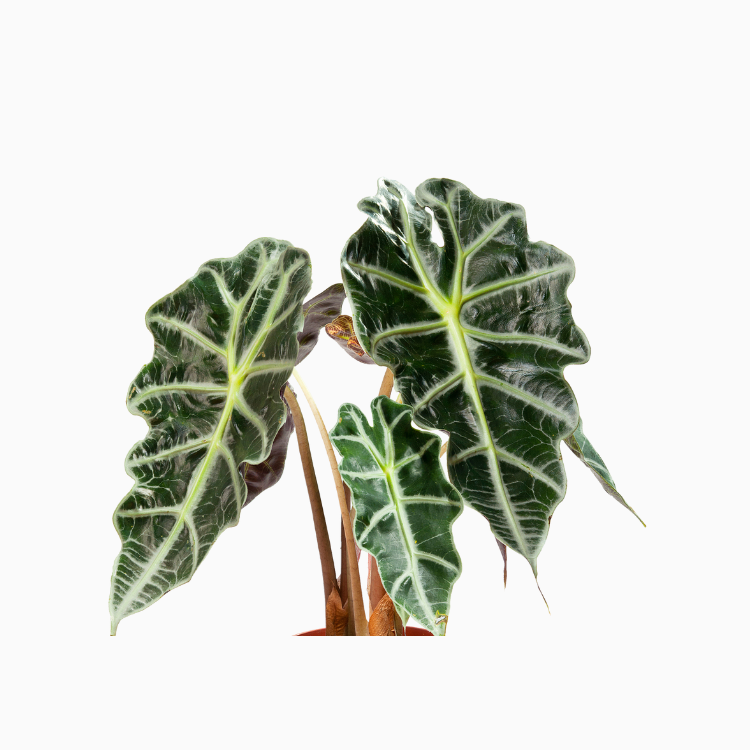 Alocasia